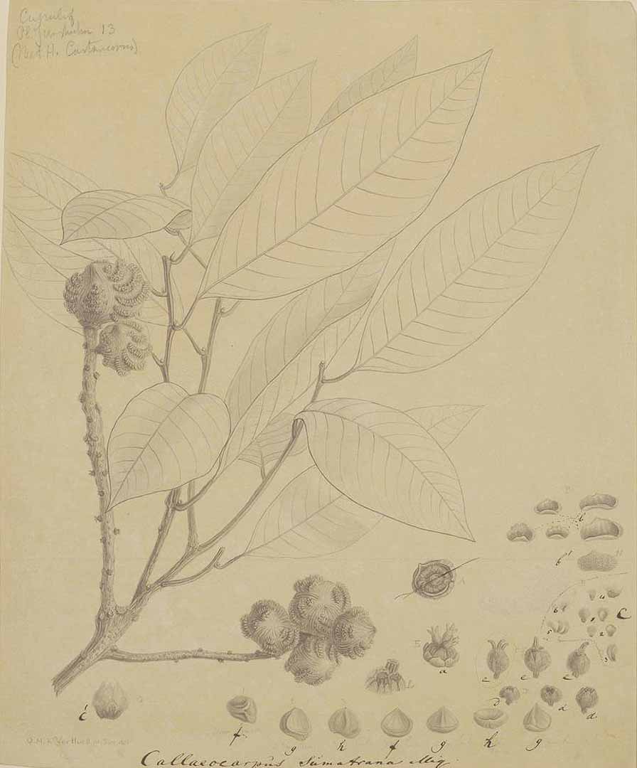 Illustration Castanopsis inermis, Par Naturalis Biodiversity Centre / Wikimedia commons Naturalis, via plantillustrations 