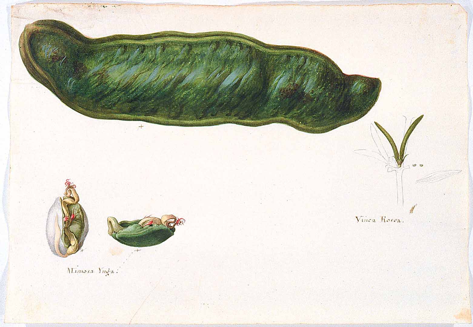 Illustration Catharanthus roseus, Par Sessé, M., Mociño, M., Drawings from the Spanish Royal Expedition to New Spain (1787?1803) (1787-1803) Draw. Roy. Exped. New Spain (1787), via plantillustrations 