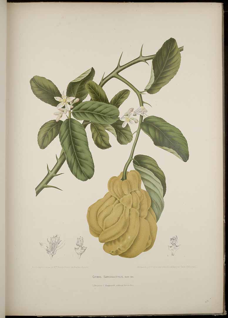 Illustration Citrus medica, Par Nooten B.H. van (Fleurs, fruits et feuillages choisis de l´ille de Java: peints d´apres nature, t. 23, 1880) [B. Hoola van Nooten], via plantillustrations 