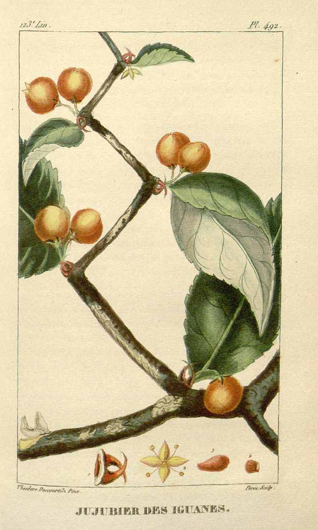 Illustration Celtis iguanaea, Par Descourtilz M.E. (Flore médicale des Antilles, vol. 7: t. 492, 1829) [J.T. Descourtilz], via plantillustrations 