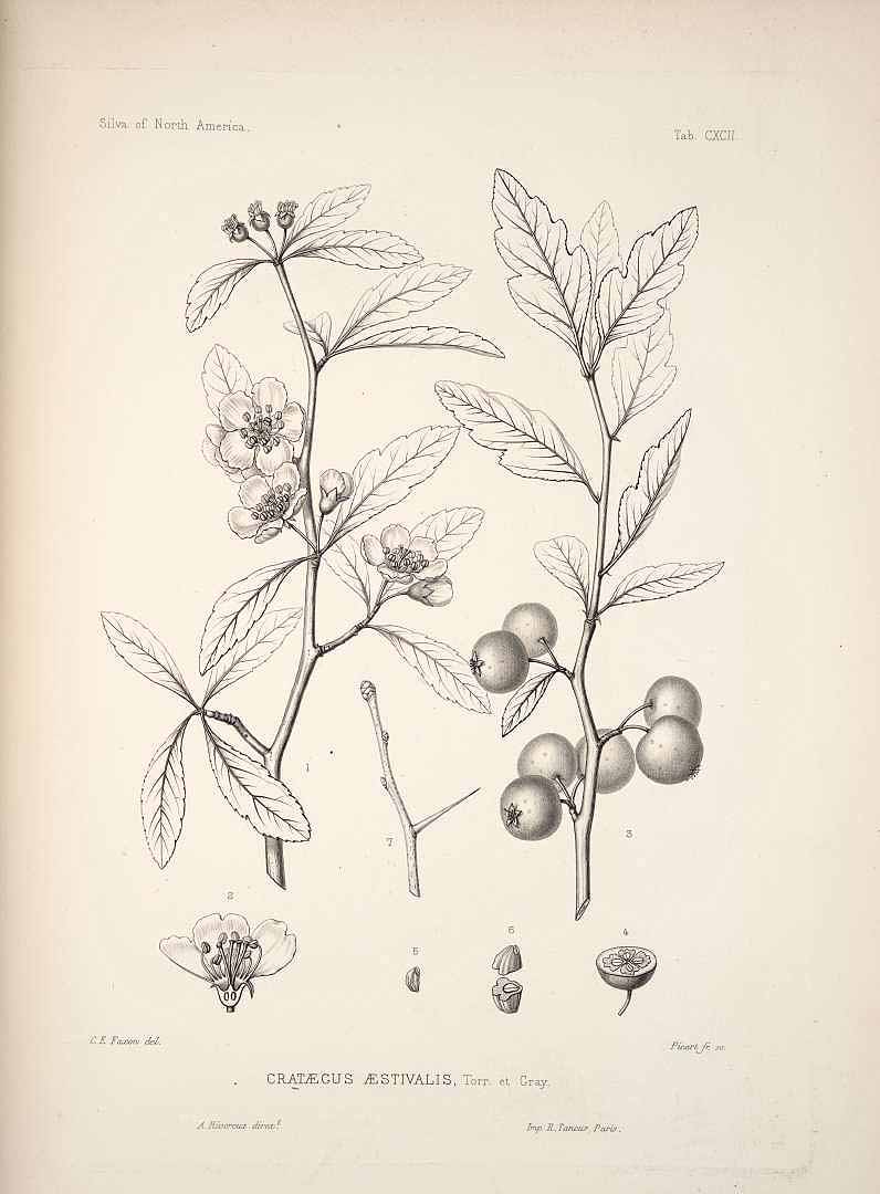 Illustration Crataegus aestivalis, Par Sargent C.S. (The Silva of North America, vol. 4: t. 192, 1892) [C.E. Faxon], via plantillustrations 
