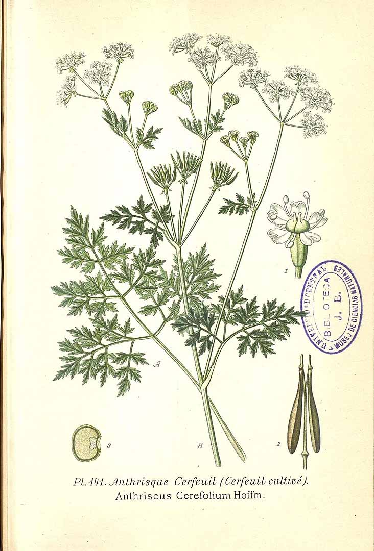 Illustration Anthriscus cerefolium, Par Masclef, A., Atlas des plantes de France (1890-1893) Atlas Pl. France, via plantillustrations 