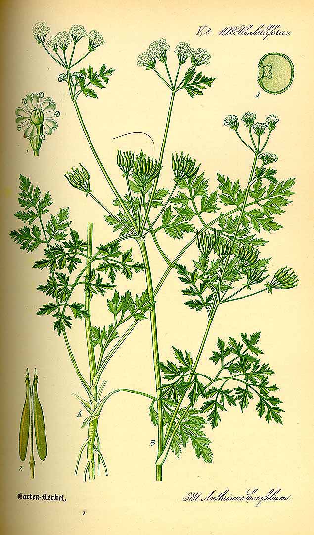 Illustration Anthriscus cerefolium, Par Thomé, O.W., Flora von Deutschland Österreich und der Schweiz (1886-1889) Fl. Deutschl., via plantillustrations 