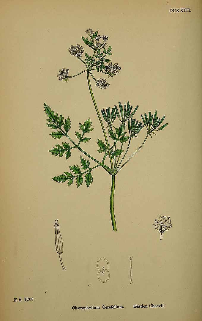 Illustration Anthriscus cerefolium, Par Smith, J.E., English botany, or coloured figures of British plants, ed. 3 [B] [J.E. Sowerby et al] (1863-1899) Engl. Bot., ed. 3, via plantillustrations 