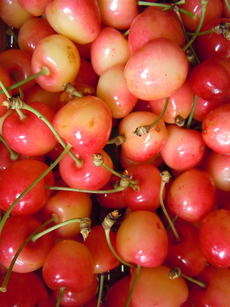 Illustration Prunus avium var. duracina, Par Patrice78500, via wikimedia 