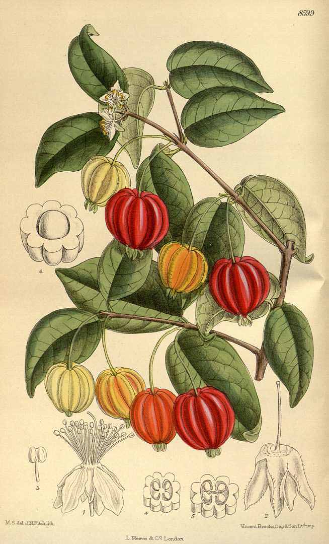 Illustration Eugenia uniflora, Par Curtis´s Botanical Magazine (vol. 141 [ser. 4, vol. 11]: t. 8599, 1915) [M. Smith], via plantillustrations 