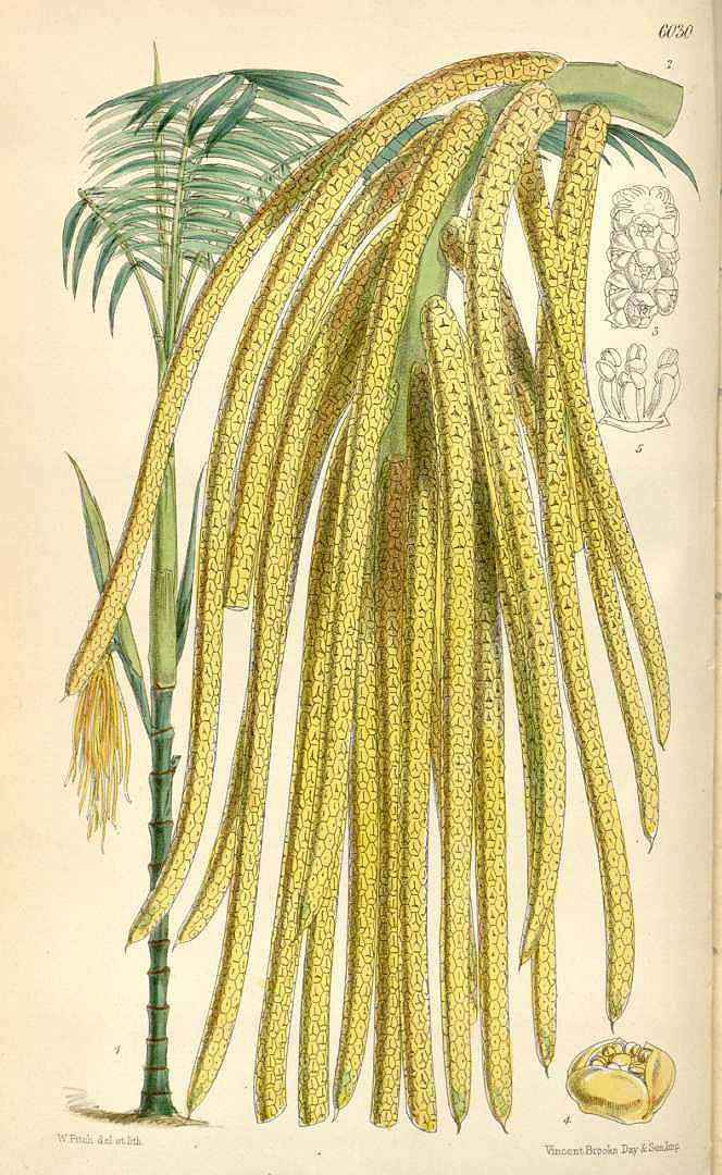 Illustration Chamaedorea tepejilote, Par Curtis, W., Botanical Magazine (1800-1948) Bot. Mag. vol. 99 (1873), via plantillustrations 