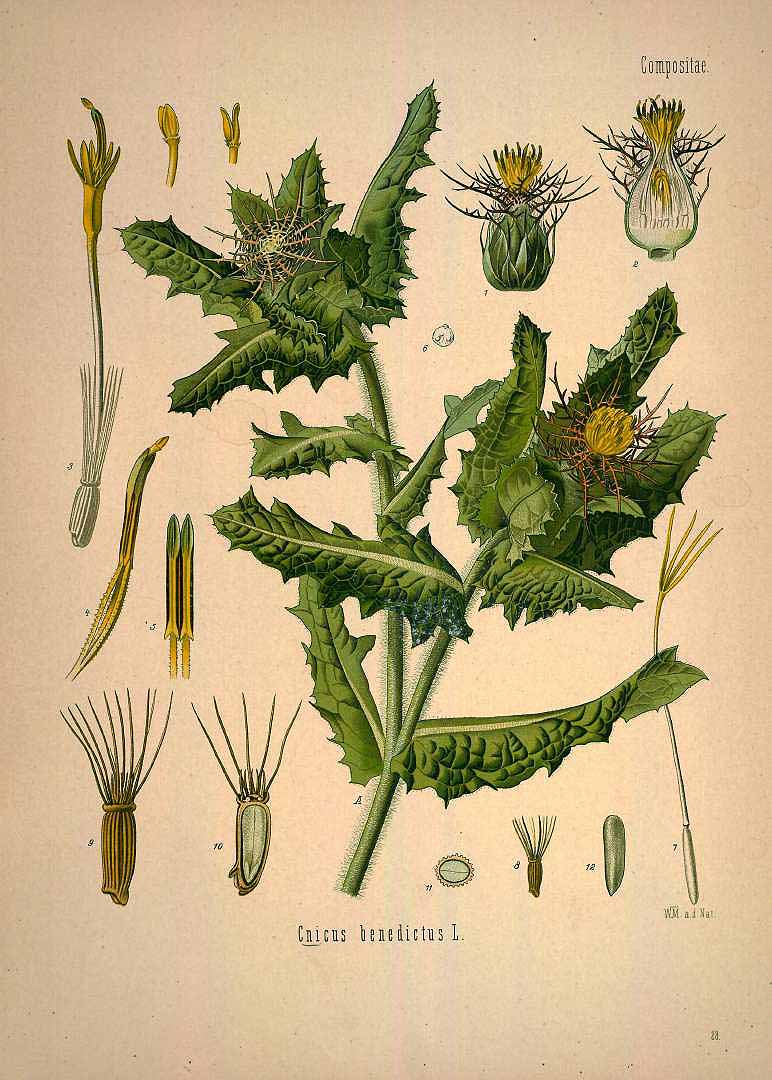 Illustration Centaurea benedicta, Par Khler F.E. (Medizinal Pflanzen, vol. 1: t. 28, 1887), via plantillustrations 