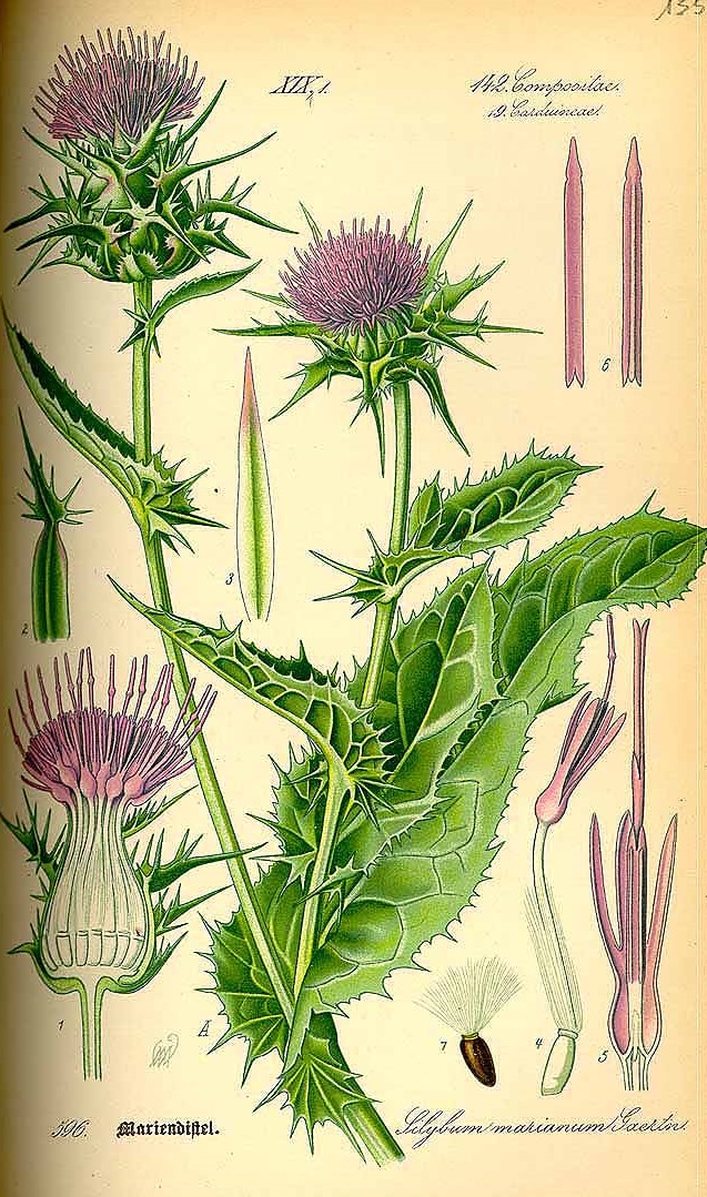 Illustration Silybum marianum, Par Thomé, O.W., Flora von Deutschland Österreich und der Schweiz (1886-1889) Fl. Deutschl. vol. 4 (1885), via plantillustrations 