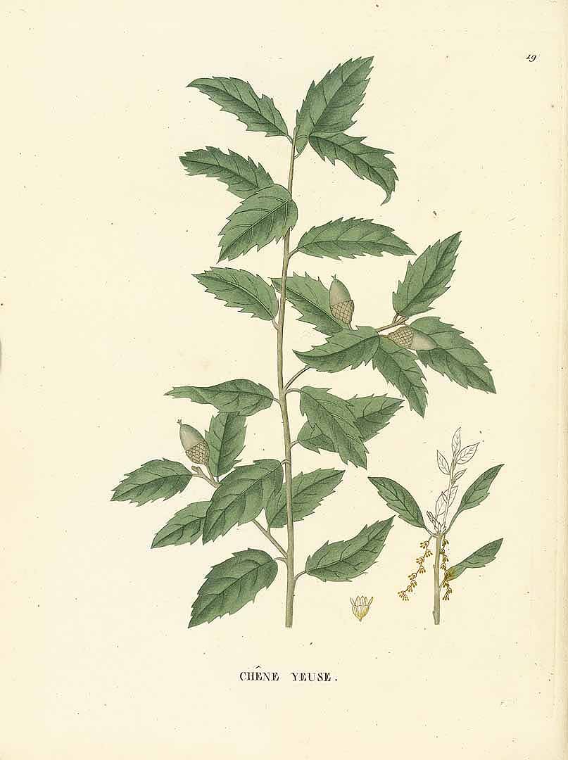 Illustration Quercus ilex, Par Jaume Saint-Hilaire, J.H., Traité des arbres forestiers (1824) Traité Arbr. Forest., via plantillustrations 