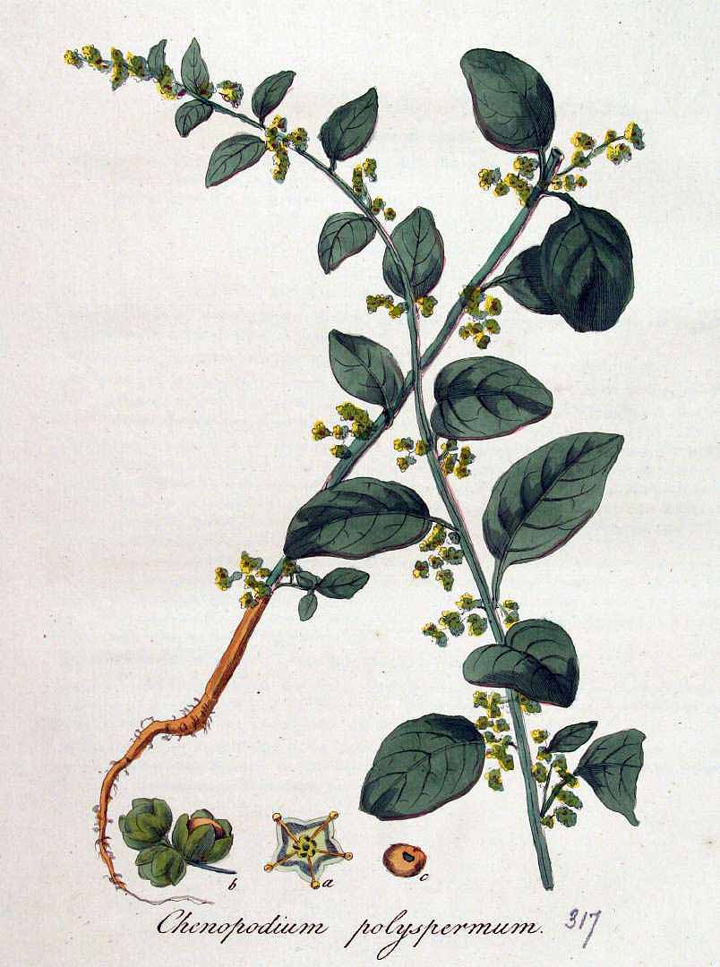 Illustration Chenopodium polyspermum, Par Kops et al. J. (Flora Batava, vol. 4: t. 317 (1822), via plantillustrations 