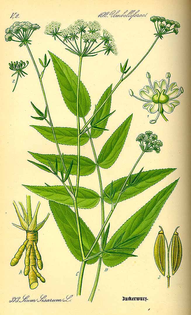 Illustration Sium sisarum, Par Thomé, O.W., Flora von Deutschland Österreich und der Schweiz (1886-1889) Fl. Deutschl. vol. 3 (1885), via plantillustrations 