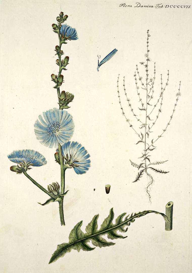 Illustration Cichorium intybus, Par Oeder G.C. (Flora Danica, Hft 16, t. 907), via plantillustrations 
