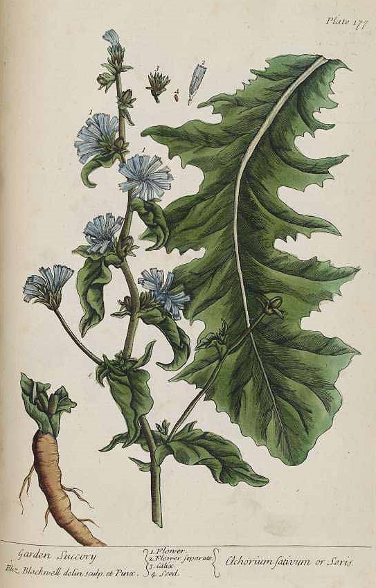 Illustration Cichorium intybus, Par Blackwell E. (A curious herbal, vol. 1: t. 177), via plantillustrations 