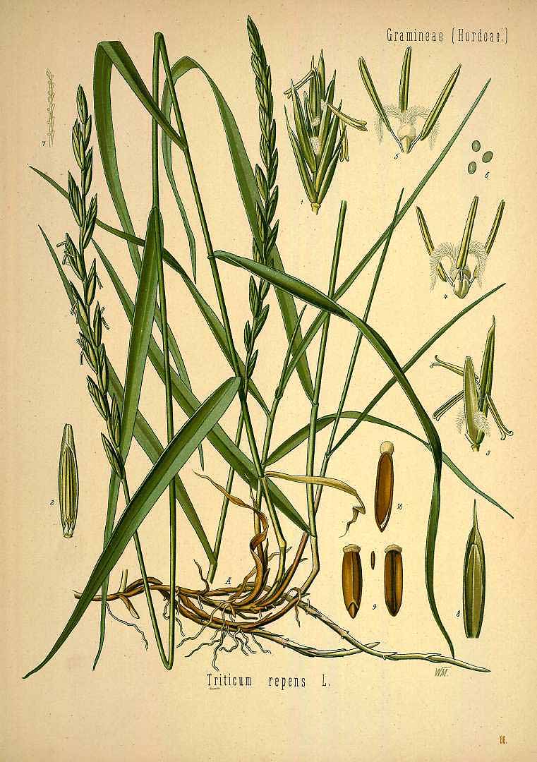 Illustration Elymus repens, Par Köhler F.E. (Medizinal Pflanzen, vol. 2: t. 86, 1890), via plantillustrations 