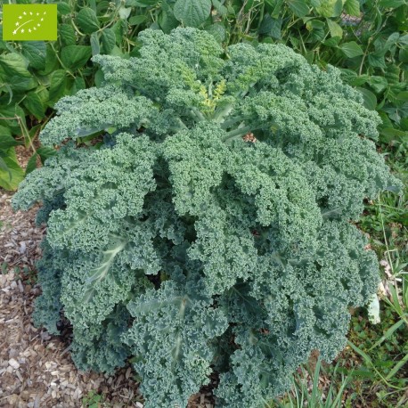 Illustration Brassica oleracea var. sabellica f. sabellica cv. "kale" (chou kale cv. 'Kale', Par inconnu, via labonnegraine 