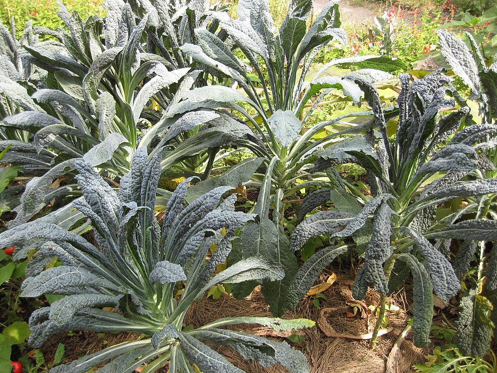 Illustration Brassica oleracea var. palmifolia, Par Raffi Kojian, via wikimedia 