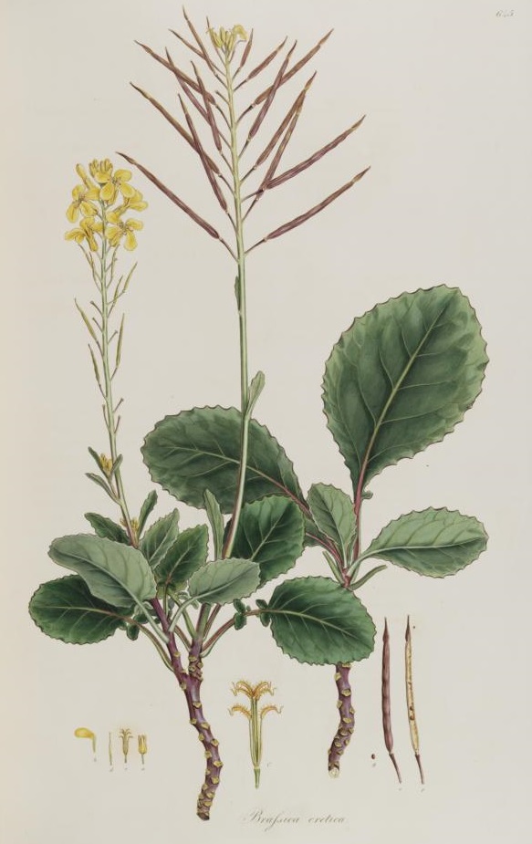 Illustration Brassica cretica, Par Sibthrop J. et Smith J.E. (Flora Graeca, vol. 7: t. 645, 1830), via plantillustrations 