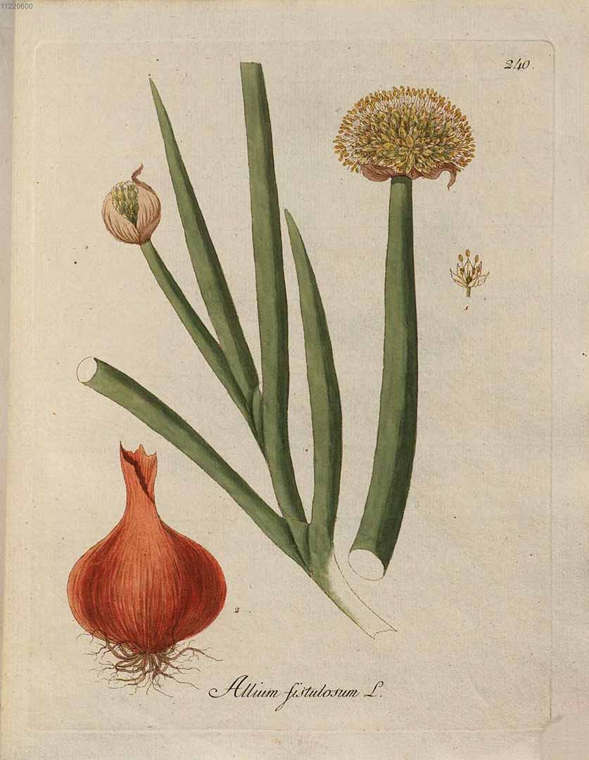 Illustration Allium fistulosum, Par Kerner, J.S., Abbildungen aller ökonomischen Pflanzen (1786-1798) Abbild. Oekon. Pfl., via plantillustrations 