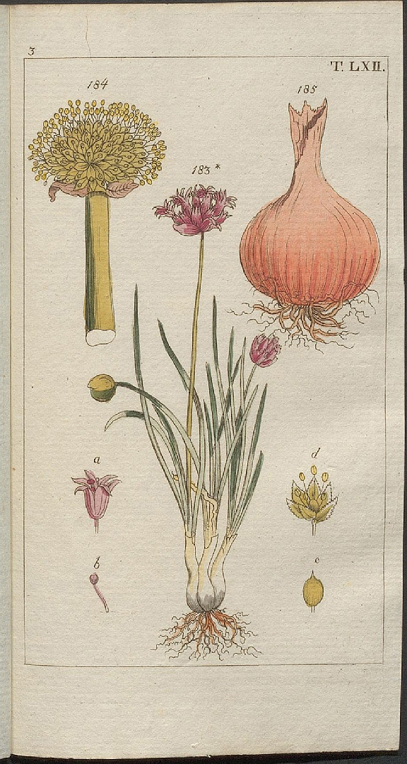 Illustration Allium fistulosum, Par Wilhelm, G.T., Unterhaltungen aus der Naturgeschic