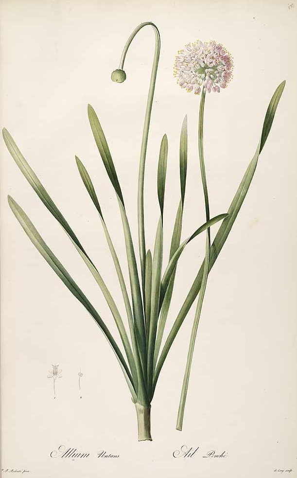 Illustration Allium nutans, Par Redouté, P.J., Liliacées (1802-1816) Liliac. vol. 4 (1805), via plantillustrations 