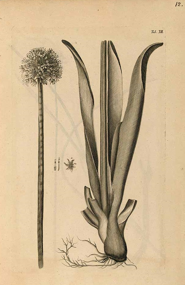 Illustration Allium nutans, Par Gmelin, J.G., Flora sibirica (1747-1769) Fl. Sibir. vol. 1 (1747), via plantillustrations 