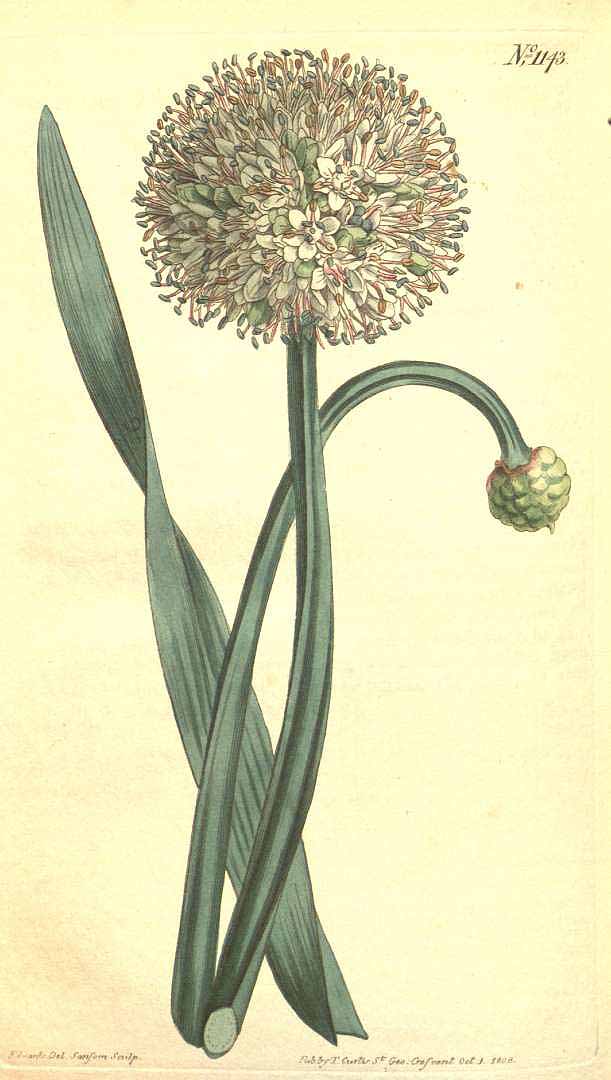 Illustration Allium nutans, Par Curtis, W., Botanical Magazine (1800-1948) Bot. Mag. vol. 28 (1808), via plantillustrations 