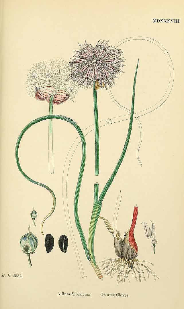 Illustration Allium schoenoprasum, Par Smith, J.E., English botany, or coloured figures of British plants, ed. 3 [B] [J.E. Sowerby et al] (1863-1899) Engl. Bot., ed. 3 vol. 9 (1869) t. 1538, via plantillustrations 
