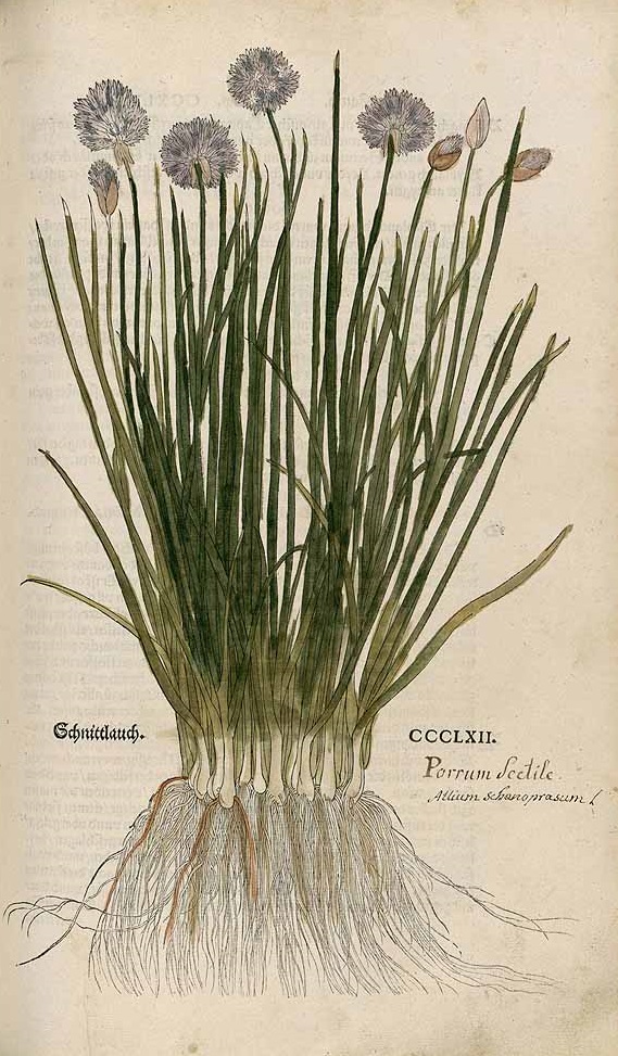 Illustration Allium schoenoprasum, Par Fuchs, L., New Kreüterbuch (1543) New Kreüterbuch (Fuchs) (1543) t. 362, via plantillustrations 