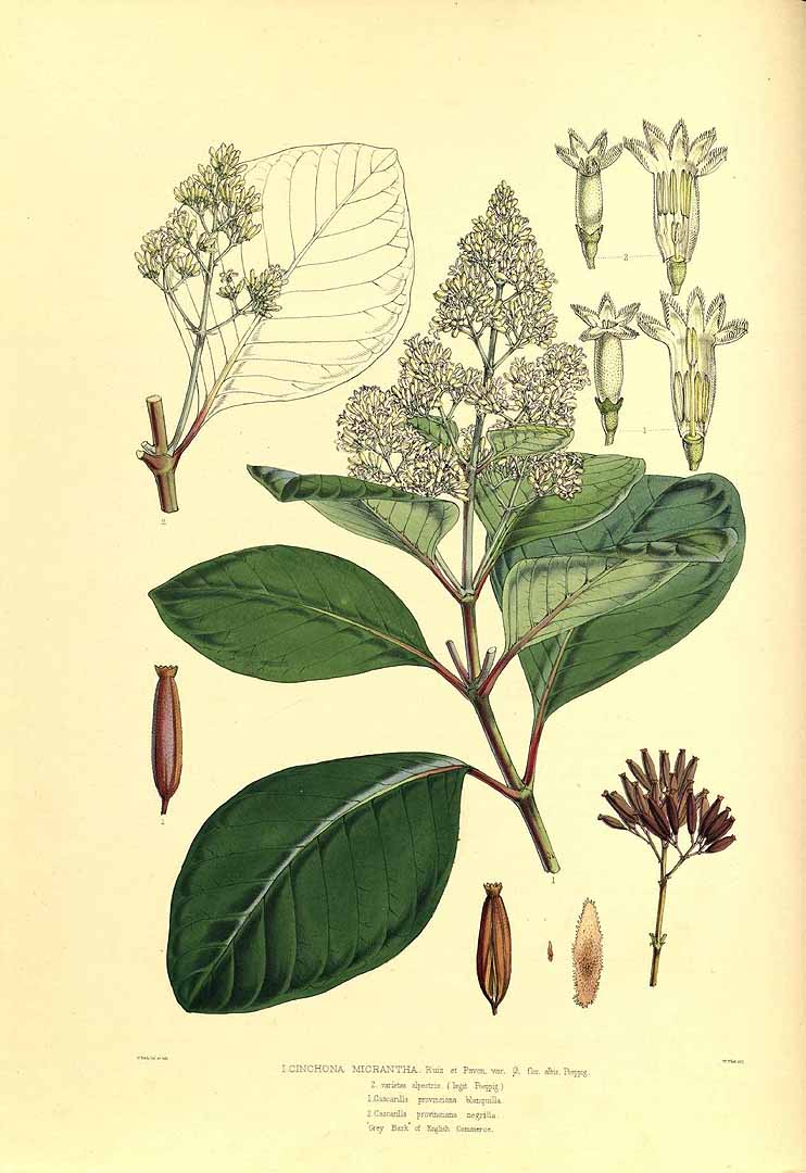 Illustration Cinchona micrantha, Par Howard, J.E., Illustrations of the Nueva Quinologia of Pavon (1862), via plantillustrations 