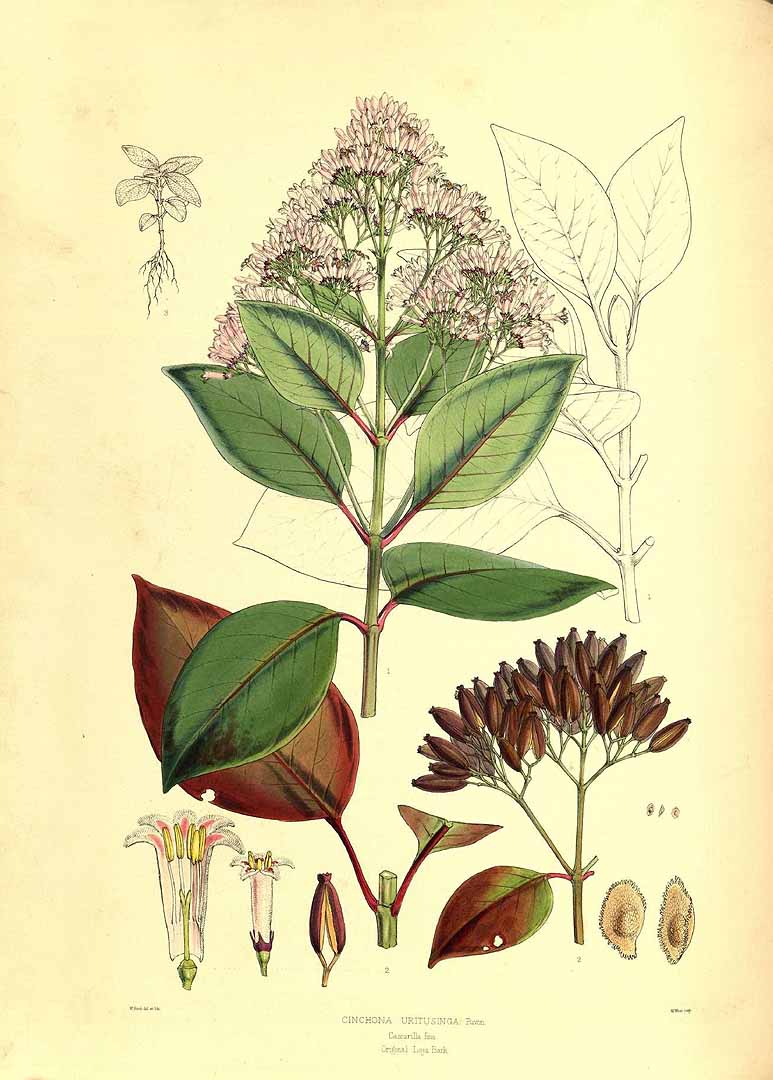 Illustration Cinchona officinalis, Par Howard, J.E., Illustrations of the Nueva Quinologia of Pavon (1862), via plantillustrations 