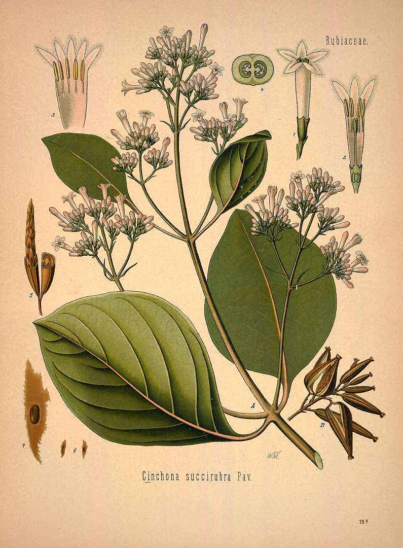 Illustration Cinchona pubescens, Par Ko&#776;hler, F.E., Ko&#776;hler?s Medizinal Pflanzen (1883-1914) Med.-Pfl. vol. 1 (1887), via plantillustrations 