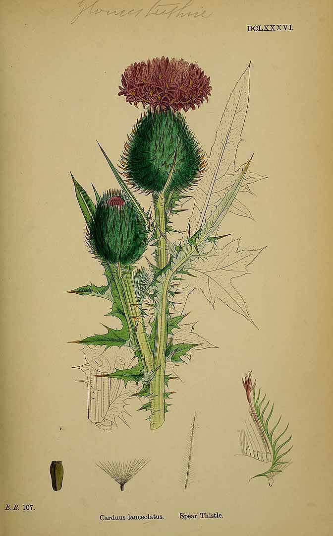 Illustration Cirsium vulgare, Par Sowerby J.E. (English Botany, or Coloured Figures of British Plants, 3th ed., vol. 5: t. 686, 1866), via plantillustrations 