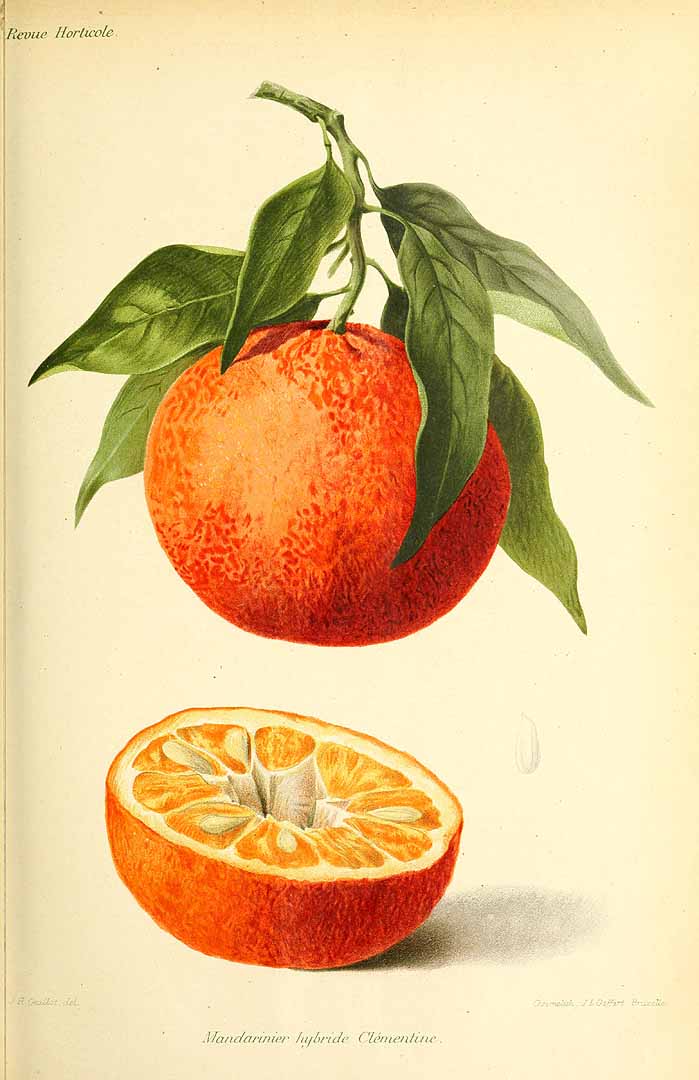 Illustration Citrus clementina, Par Revue horticole, sér. 4 (1852-1974) Rev. Hort. (Paris), ser. 4 vol. 74 (1902), via plantillustrations 