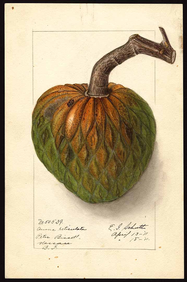 Illustration Annona reticulata, Par USDA Pomological Watercolor Collection (1872-1948), via plantillustrations 