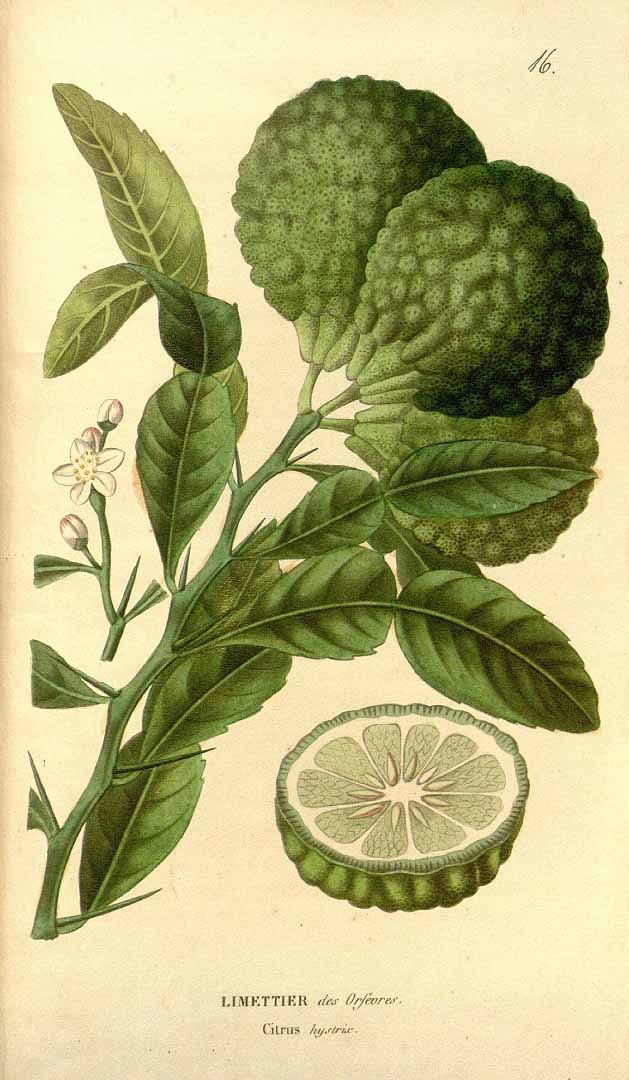 Illustration Citrus hystrix, Par Annales de flore et de pomone : ou journal des jardins et des champs (ser. 3, vol. 1: t. 16, 1817), via plantillustrations 