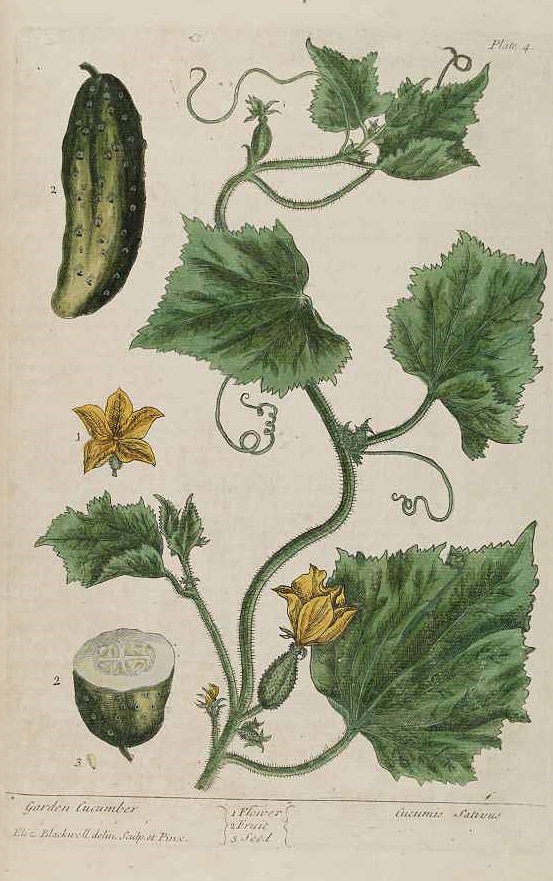 Illustration Cucumis sativus, Par Blackwell E. (A curious herbal, vol. 1: t. 4, 1737), via plantillustrations 