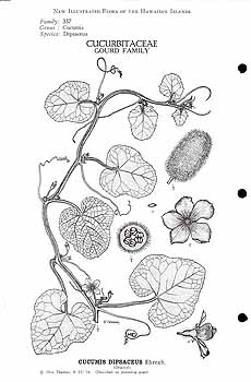 Illustration Cucumis dipsaceus, Par Degener O. (Flora Hawaiiensis, the new illustrated flora of the Hawaiian islands, 1932-1980), via plantillustrations 