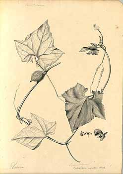Illustration Cyclanthera brachystachya, Par Mutis J.C. (Drawings of the Royal Botanical Expedition to the new Kingdom of Granada, t. 2066A, 1783-1816), via plantillustrations 