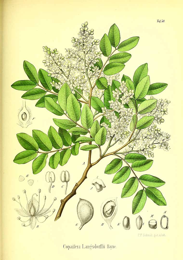 Illustration Copaifera langsdorffii, Par Berg, O.C., Schmidt, C.F., Atlas der officinellen Pflanzen (1893-1902) Atlas. Off. Pfl. vol. 2 (1894), via plantillustrations 