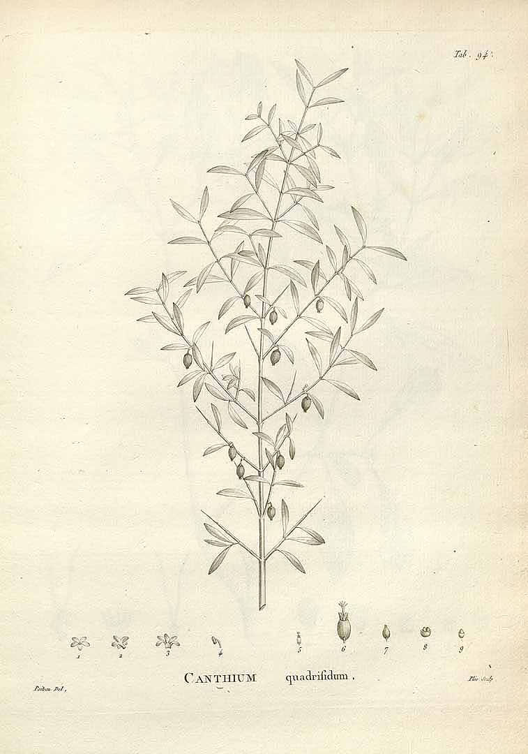 Illustration Coprosma quadrifida, Par Labillardiere J.J. (Novae Hollandiae, vol. 1: t. 94, 1804)[Poiteau], via plantillustrations 