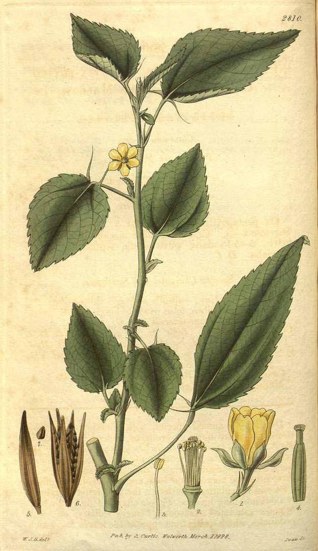 Illustration Corchorus olitorius, Par Curtis´s Botanical Magazine (vol. 55 [ser. 2, vol. 2]: t. 2810, 1828) [W.J.H.], via plantillustrations 