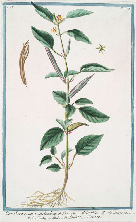Illustration Corchorus olitorius, Par Hortus Romanus juxta Systema Tournefortianum (vol. 4: t. 95, 1783-1816), via plantillustrations 