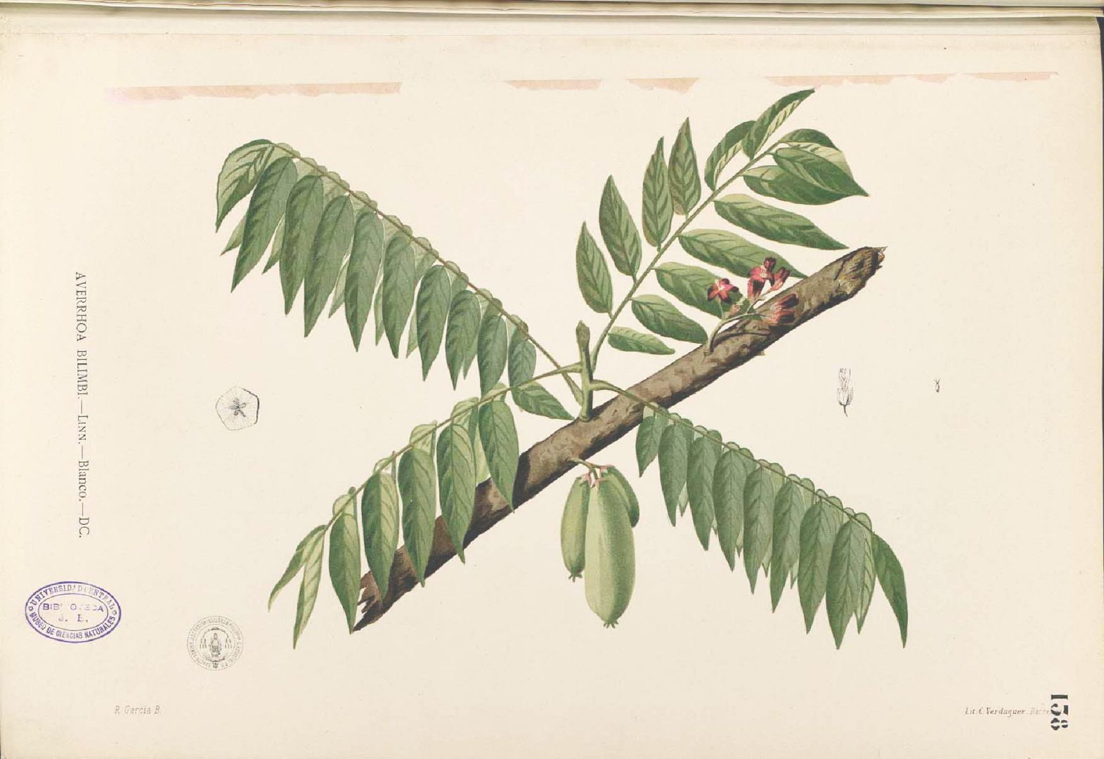 Illustration Averrhoa bilimbi, Par Blanco, M., Flora de Filipinas, ed. 3 (1877-1883) Fl. Filip., ed. 3, via plantillustrations 