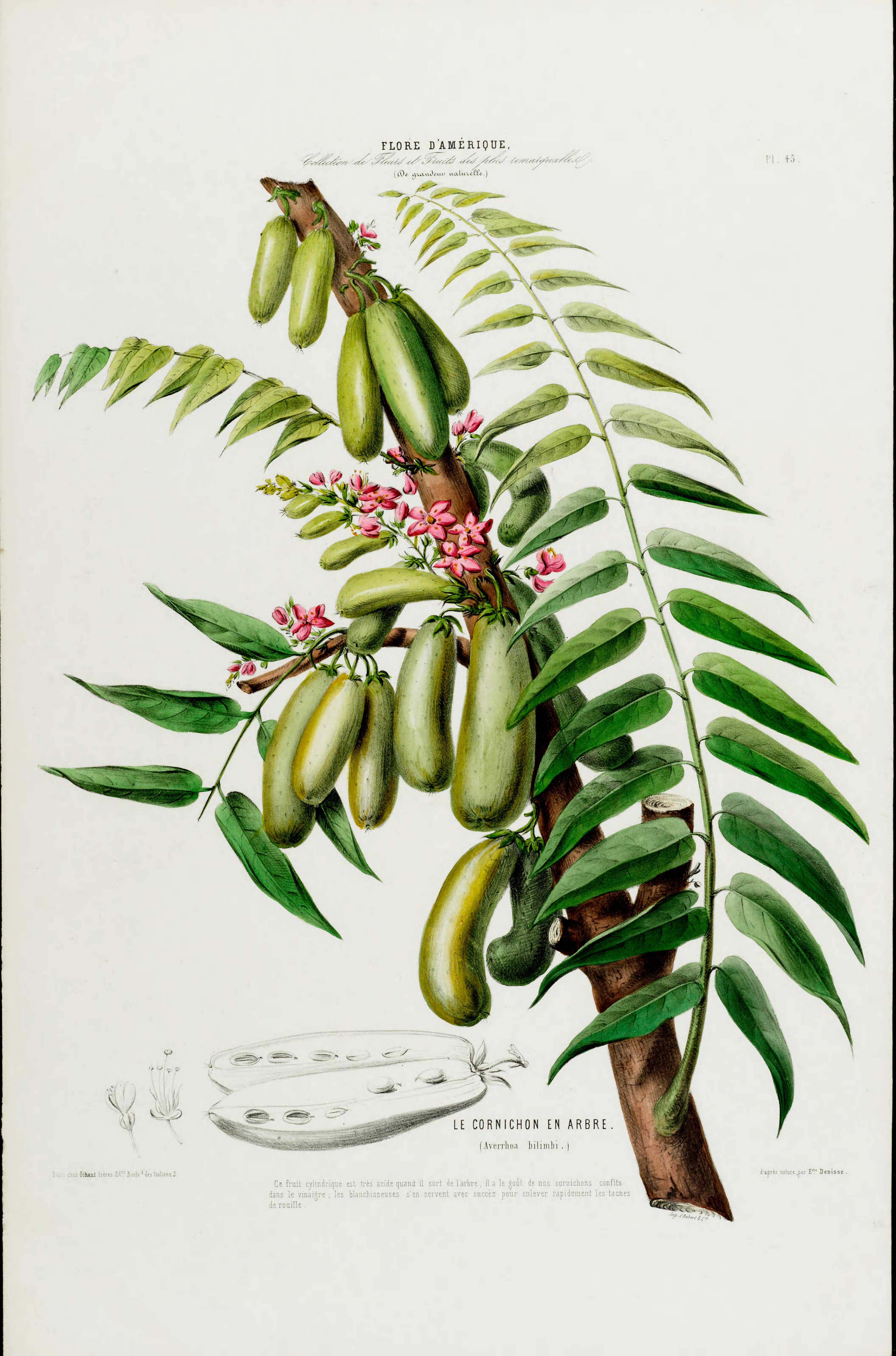 Illustration Averrhoa bilimbi, Par Denisse, E., Flore d?Amérique (1843-1846) Fl. Amérique, via plantillustrations 