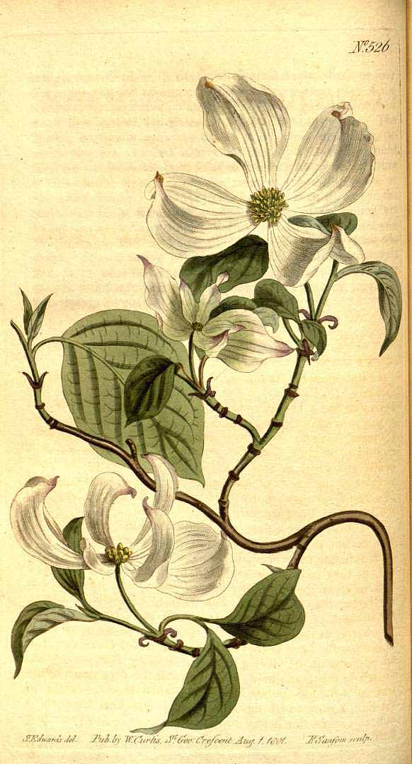 Illustration Cornus florida, Par Curtis´s Botanical Magazine (vol. 15: t. 526, 1801) [S.T. Edwards], via plantillustrations 