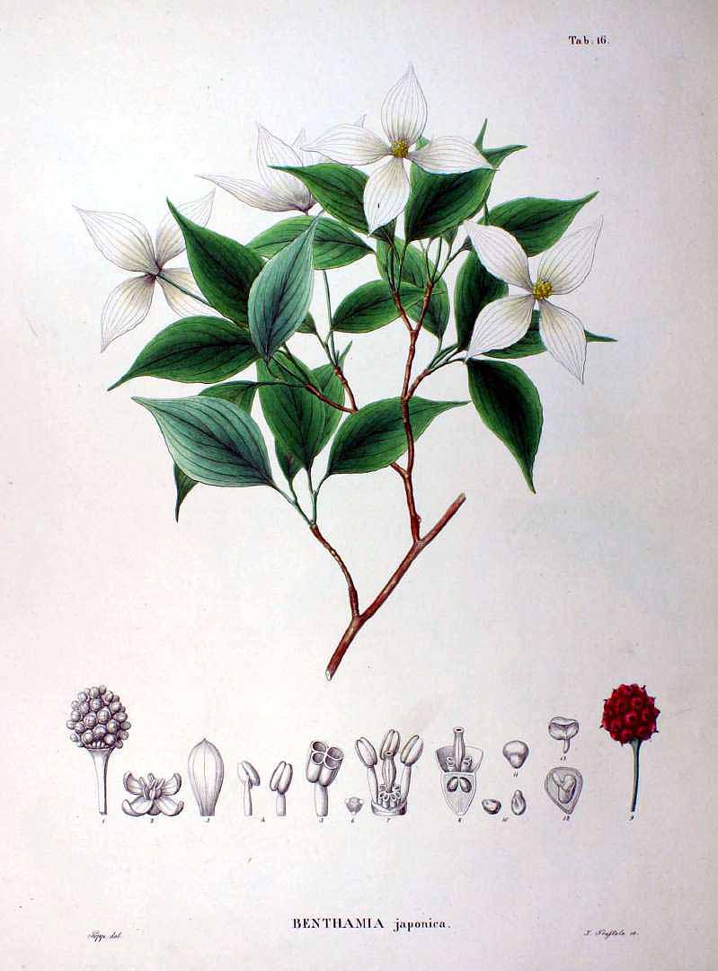 Illustration Cornus kousa, Par Siebold  P.F. de & Zuccarini J.G. (Flora Japonica, t. 16, 1875), via plantillustrations 