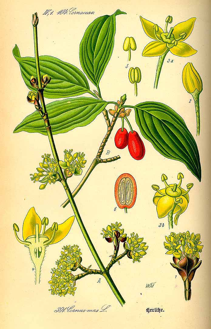 Illustration Cornus mas, Par Thomé, O.W., Flora von Deutschland Österreich und der Schweiz (1886-1889) Fl. Deutschl., via plantillustrations 