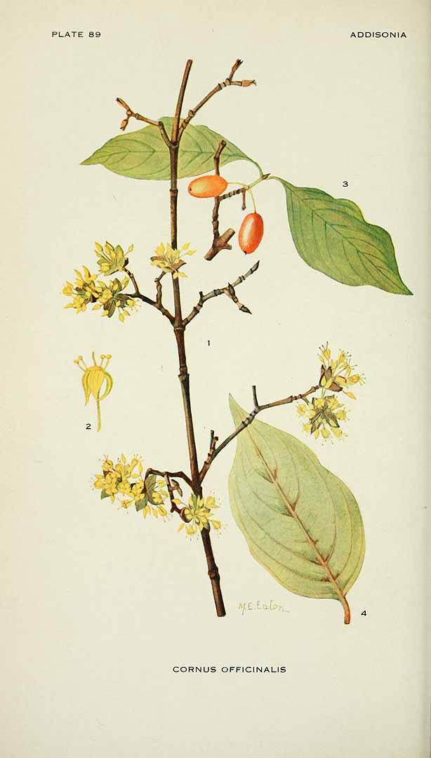 Illustration Cornus officinalis, Par Krauss, J.C., Afbeeldingen der fraaiste, meest uitheemsche boomen en heesters (1802) Afb. Boom. Heest., via plantillustrations 