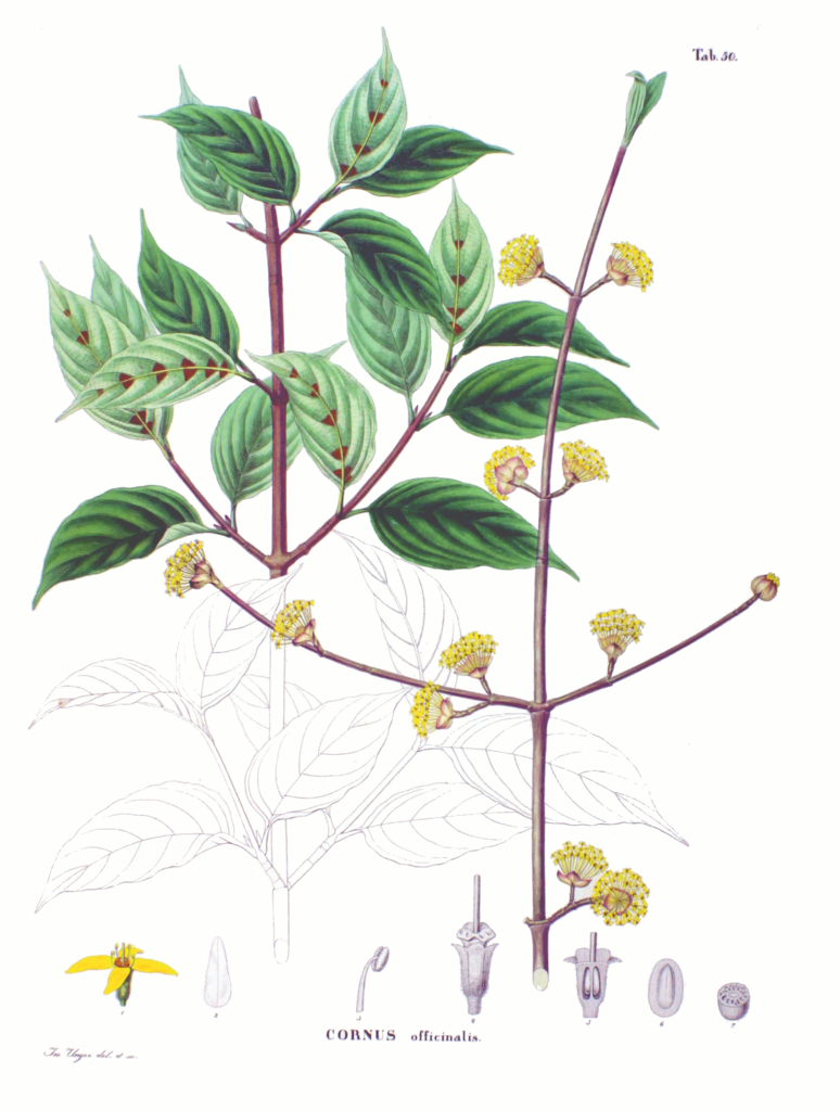 Illustration Cornus officinalis, Par Philipp Franz von Siebold and Joseph Gerhard Zuccarini, via wikimedia 